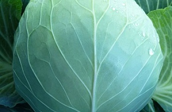 Изображение к Семена белокочанной капусты KS 29 F1 фирмы Китано 