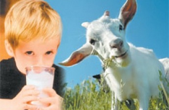 Изображение к Козье молоко от ЛПХ