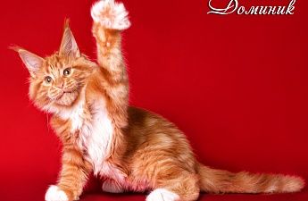 Изображение к Котята Мейнкунята-умопомрачительно красивы и обаятельны 