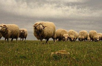 Изображение к овцы-"валушки"