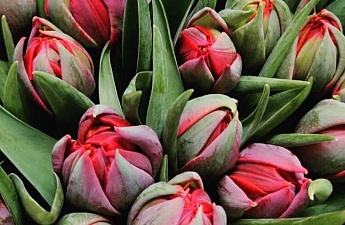 Изображение к Тюльпаны оптом