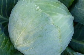 Изображение к Семена белокочанной капусты KS 60 F1 фирмы Китано 